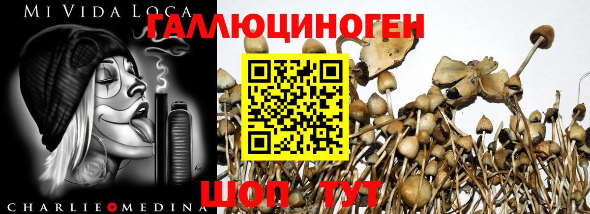 Галлюциногенные грибы Psilocybe Рязань