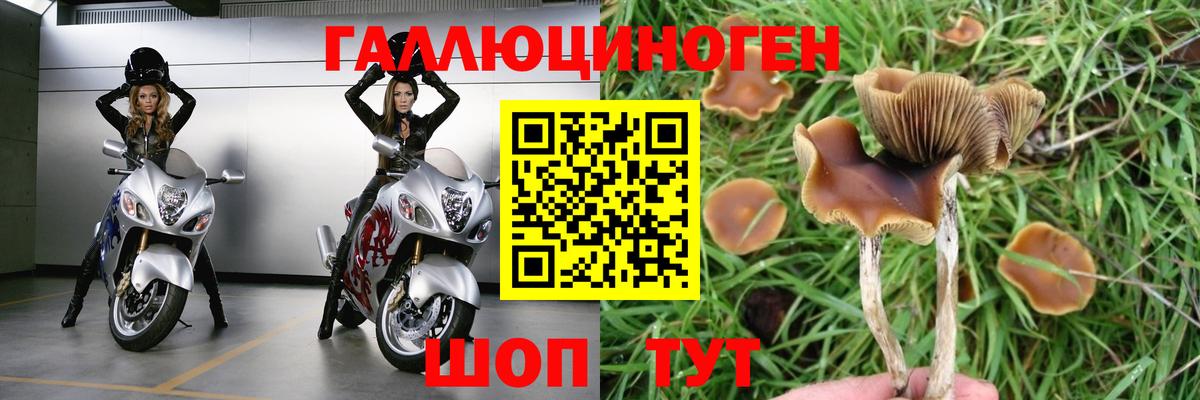 Псилоцибиновые грибы Psilocybe  Вход с VPN  Рязань 